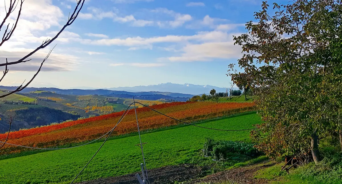 Le dolci colline delle Marche