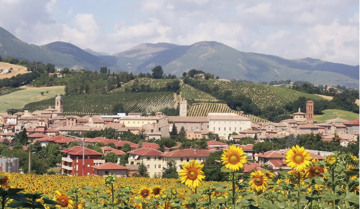 Matelica con girasoli e vigneti sotto le colline