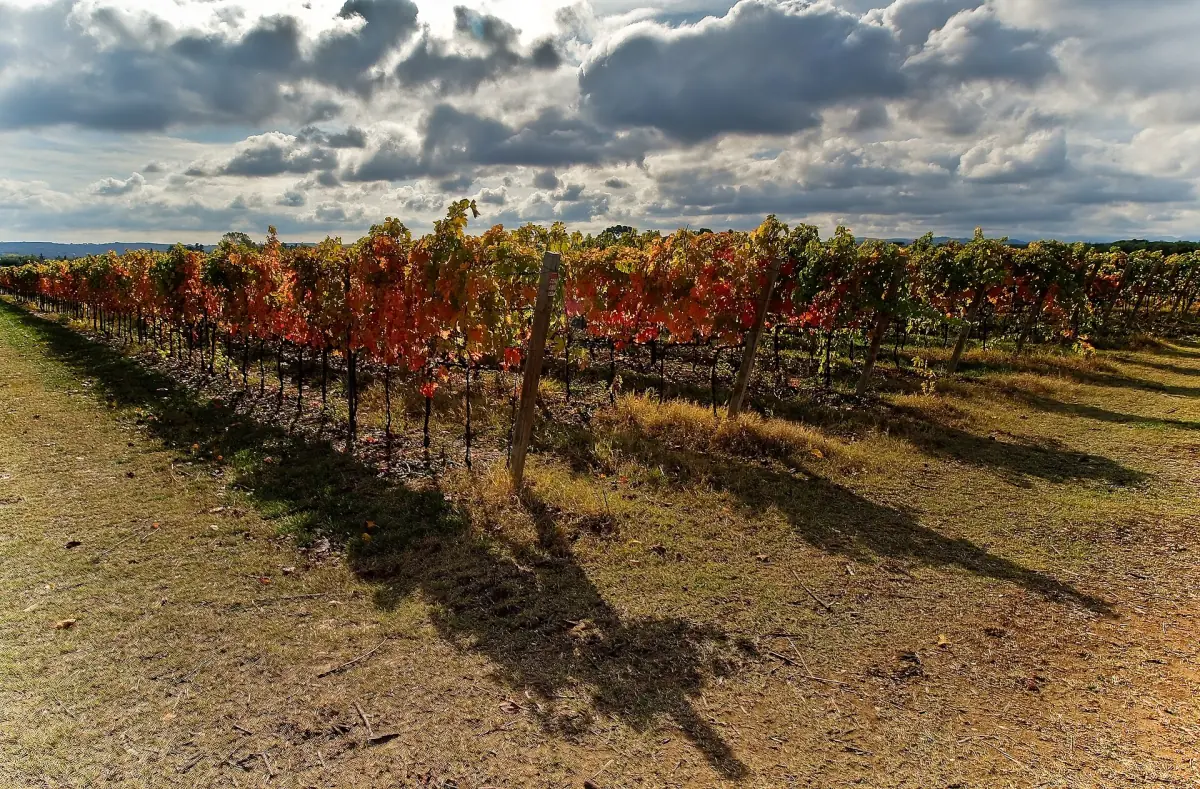 Un vigneto di Verdicchio con i colori dell'autunno